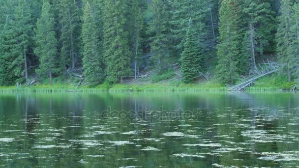 Reflexão lindo no lago da montanha com insetos — Vídeo de Stock