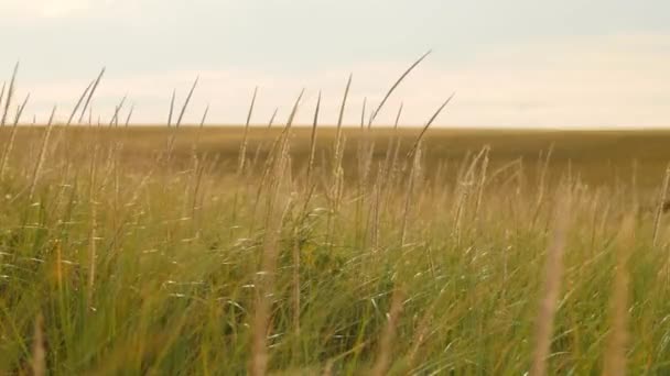 Gras waait in de wind op de heuvel — Stockvideo