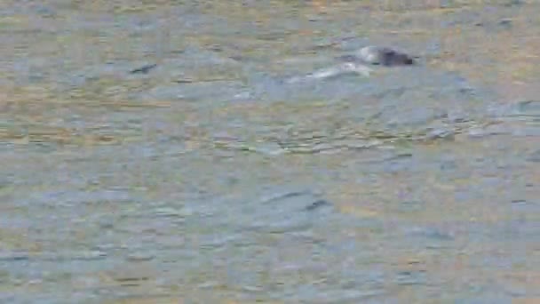 Focas salvajes nadando en el océano frente a la costa rocosa — Vídeo de stock