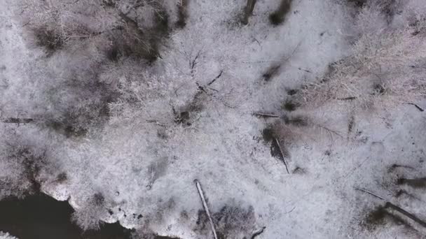 美丽的河流和树木在阿甘旋转 — 图库视频影像
