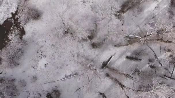 Forrest ağaçlarda güzel karlı kış — Stok video