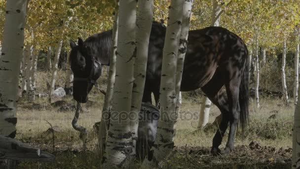 Horse tied to trees outside of camp — Stock Video