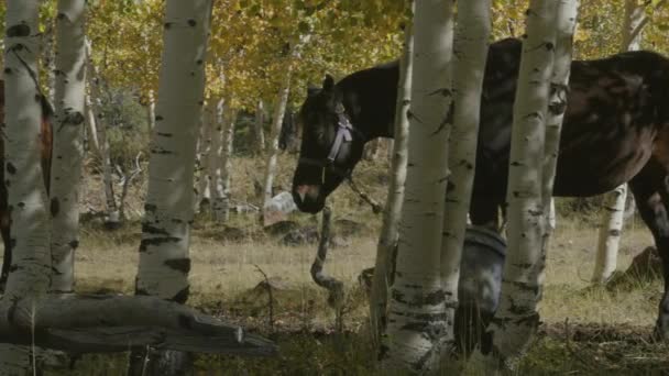 Chevaux attachés à des arbres à l'extérieur du camp — Video