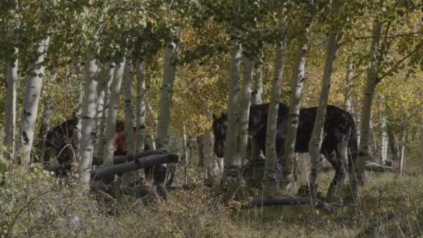 Cavalos amarrados a árvores fora de um acampamento — Vídeo de Stock