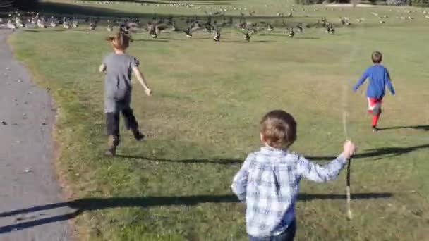Діти переслідують зграю гусей в парку — стокове відео