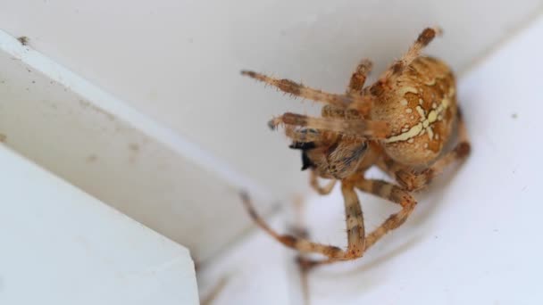 Grande aranha comendo uma mosca — Vídeo de Stock