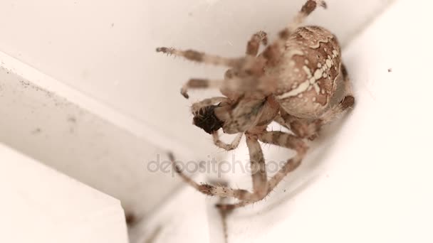 Duży pająk jedzenie jego locie — Wideo stockowe