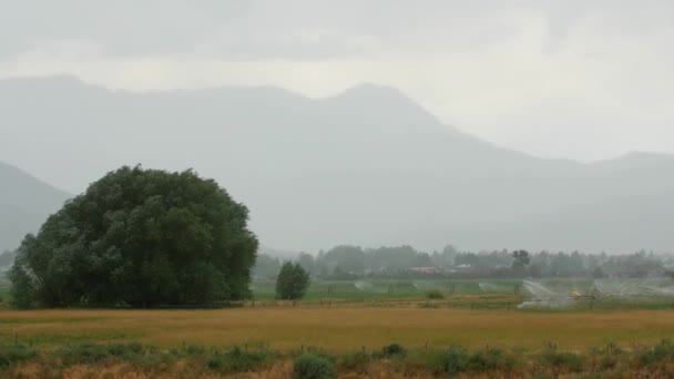 風が吹いて木し、雨のフィールドで — ストック動画