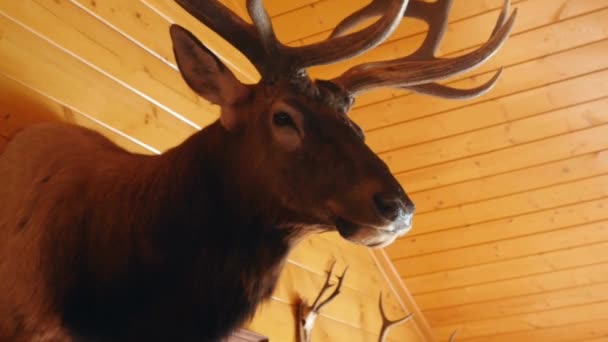 Large trophy elk mount on the wall — Stock Video