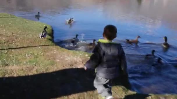 Mały chłopiec goni kaczki na stawie w parku — Wideo stockowe