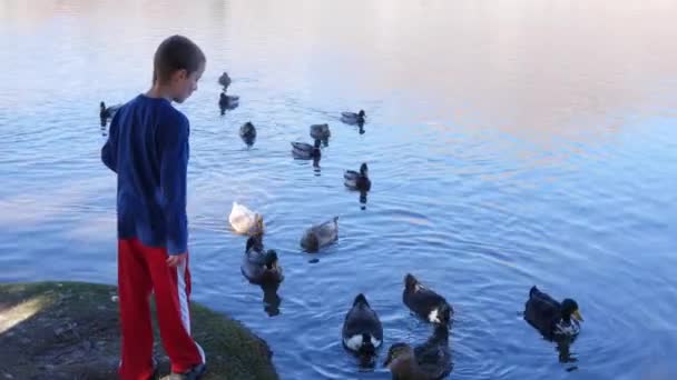 Kleine jongen voedt eenden op de vijver van het park — Stockvideo