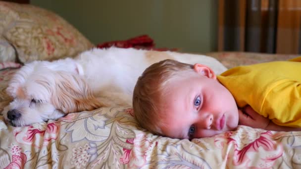 Boy resting on a bed with dog — Stock Video