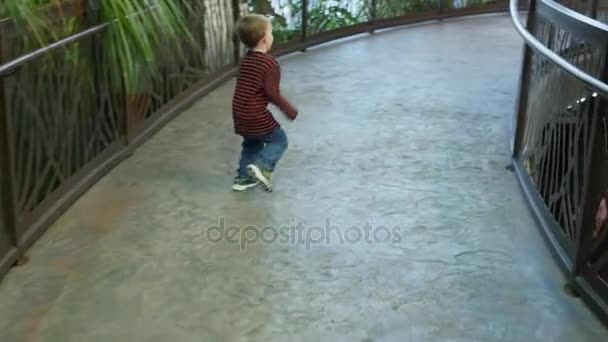 Liten pojke kör genom zoo — Stockvideo