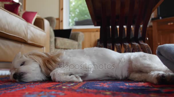 Cockapoo 狗在五颜六色的地毯上休息 — 图库视频影像