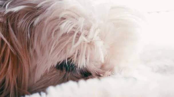 Pequeño perro cachorro descansando en una cama — Vídeos de Stock