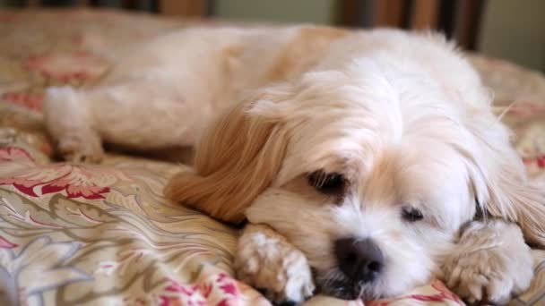 Pequeño perro duerme en una cama — Vídeo de stock