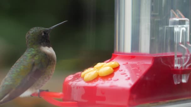 Колибри едят нектар из кормушки — стоковое видео
