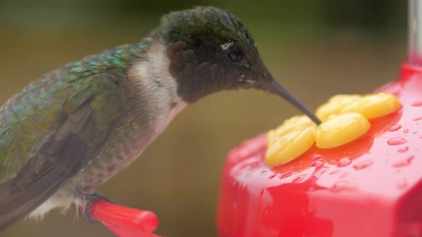 Kolibrie eten van de nectar van feeder — Stockvideo