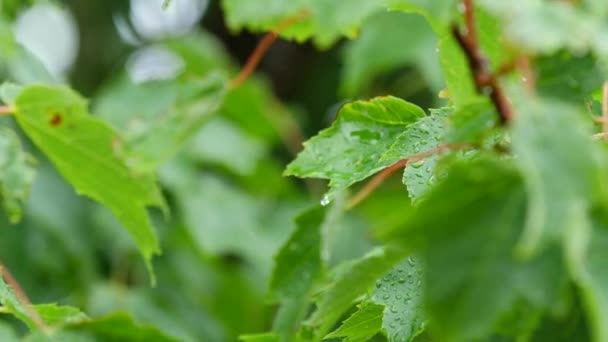 槭树在暴风雨中 — 图库视频影像