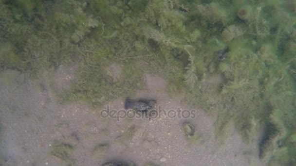 Moos und Krabbeltiere auf dem Grund eines Sees — Stockvideo