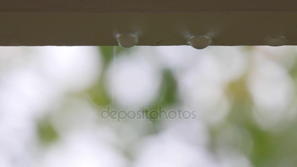 Lluvia gotea de un techo y un árbol durante la tormenta — Vídeos de Stock