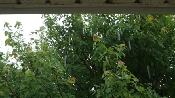 家の屋根と木雨しずく — ストック動画