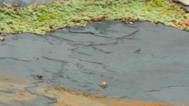 Caen gotas de lluvia sobre piedra con musgo — Vídeos de Stock