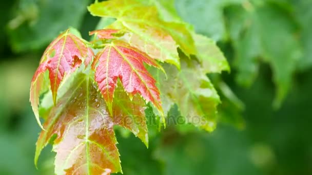 Regentropfen fallen auf Blätter — Stockvideo