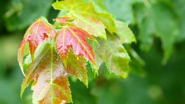 Gotas de lluvia cayendo sobre hojas — Vídeos de Stock