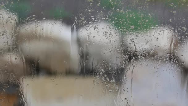Regn droppar på ett fönster — Stockvideo