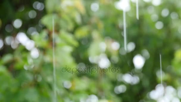 Gotas de lluvia cayendo sobre hojas — Vídeos de Stock