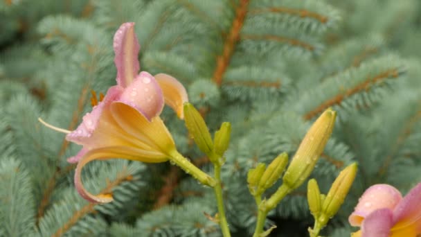 Regendruppels vallen op een mooie bloemen — Stockvideo