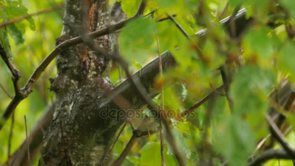 Gotas de lluvia cayendo sobre ramas de arce — Vídeo de stock