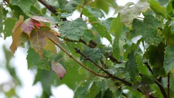 Gotas de lluvia cayendo sobre hojas de arce — Vídeos de Stock