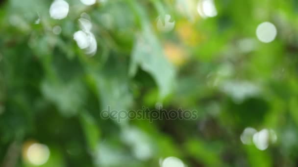 Gotas de lluvia cayendo sobre hojas de arce — Vídeos de Stock