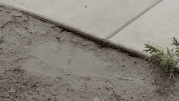 Капли дождя попали в лужу на тротуаре — стоковое видео