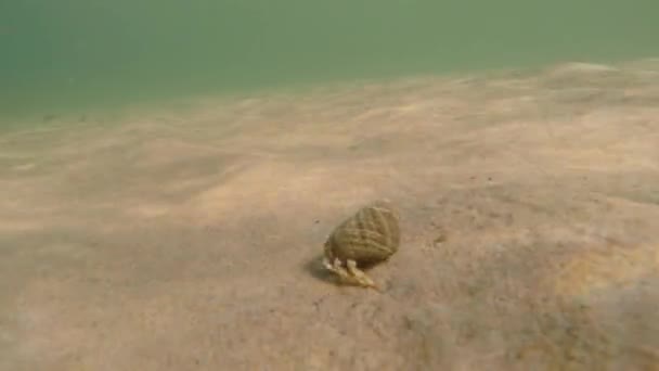 Granchio che cammina nella sabbia sulla spiaggia — Video Stock