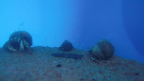 Crabes de sable à l'intérieur seau bleu — Video