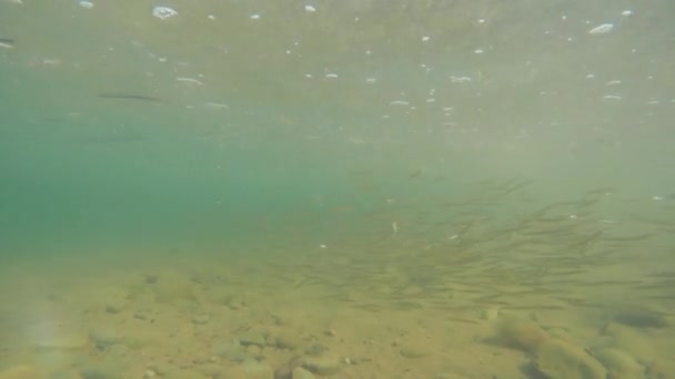 Peces nadando a través del agua tropical del océano — Vídeo de stock