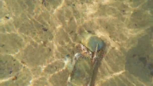 Crabe marchant dans le sable sur la plage — Video