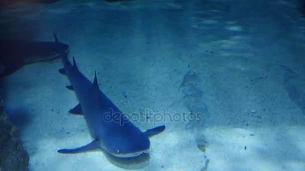 Rekiny, spanie w dużym akwarium — Wideo stockowe