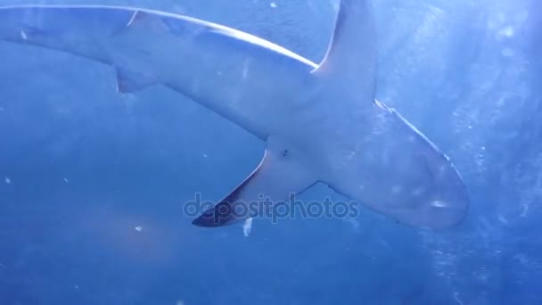 Haie schwimmen durch großes Aquarium — Stockvideo