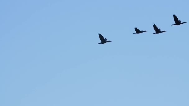 Group of cormorants sea birds flying — Stock Video