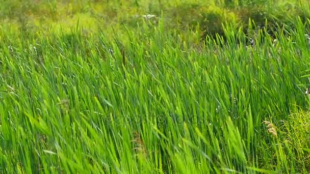 Canne verdi soffia in forte vento — Video Stock