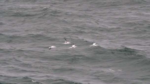 Aves marinas que vuelan sobre una costa oceánica agitada — Vídeo de stock