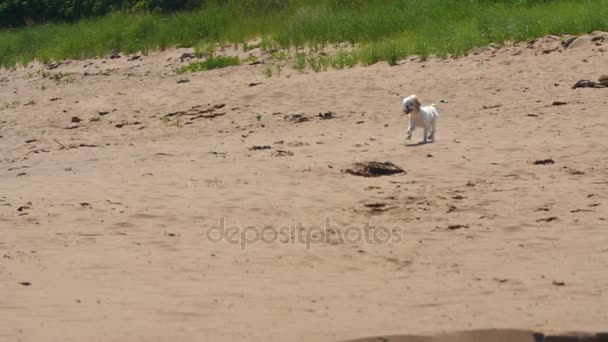 Perro corriendo a través de una playa de arena — Vídeos de Stock