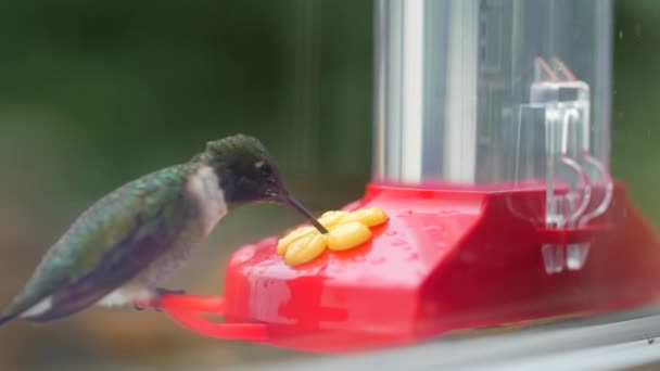 Colibrí comiendo néctar del comedero — Vídeos de Stock