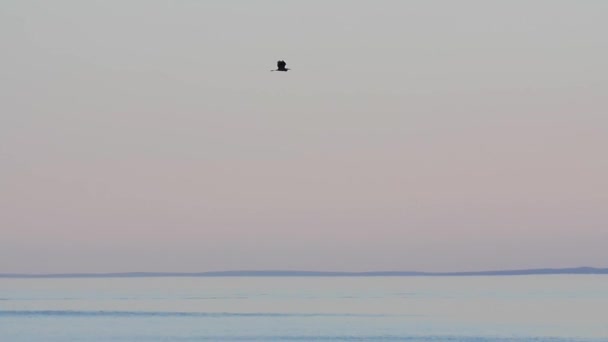 Pelican flyger över havet — Stockvideo