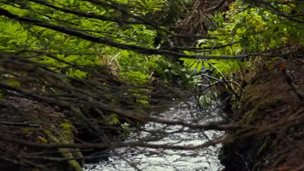 Hermoso arroyo corriendo a través del bosque — Vídeo de stock