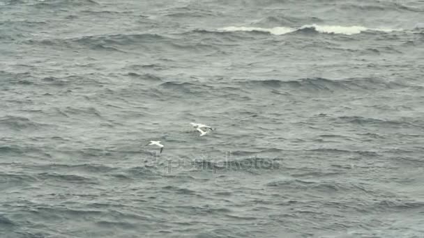 Sea birds flying over a rough ocean coast — Stock Video